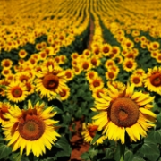 Slunečnice