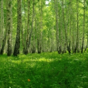 Březový lesík