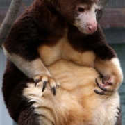 Australan