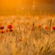 Západ slunce nad polem vlčích máků