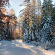 Zima