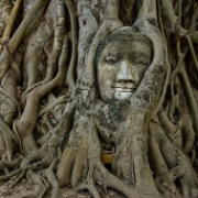 Buddhova hlava, Ayutthaya, Thajsko