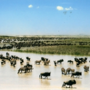 Serengeti