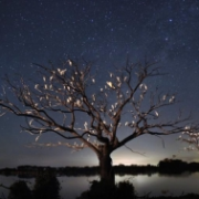 Pantanal, Bolívie