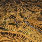 Palmové plantáže, Borneo