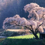 Japonská třešeň