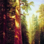 Obrovské stromy