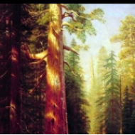 Obrovské stromy