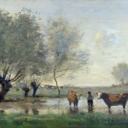 Krávy