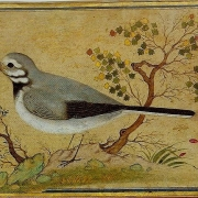 Ptáček (1634)