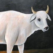 Kráva