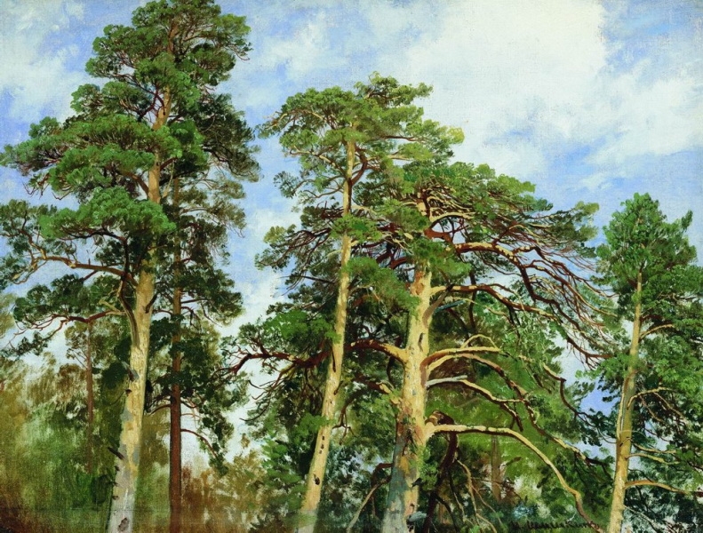 Koruny borovic (1890)