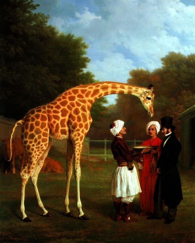 Núbijská žirafa