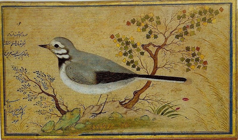 Ptáček (1634)